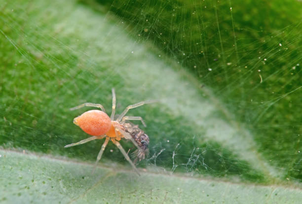 istock Macro Photo of Tiny Orange Spider with Prey on Green Leaf 1191592469