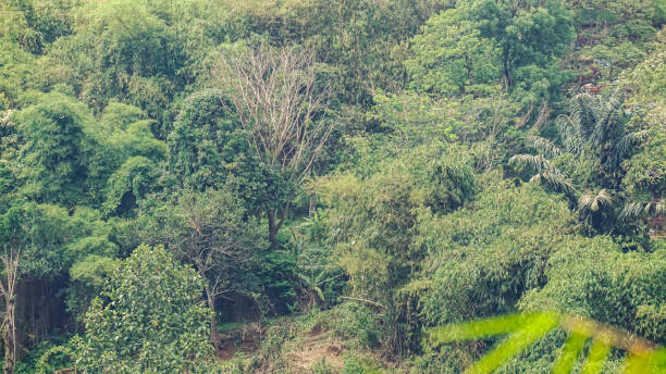 istock Aerial View of Forest 1191593125