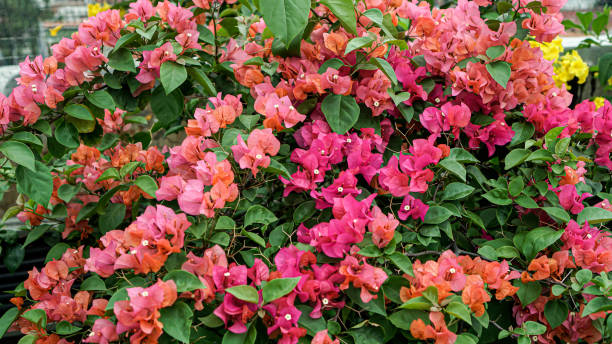 istock Pink Bougainvillea Flower 1191593303