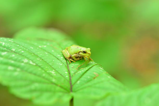 Asian girl playing with a little frog.
