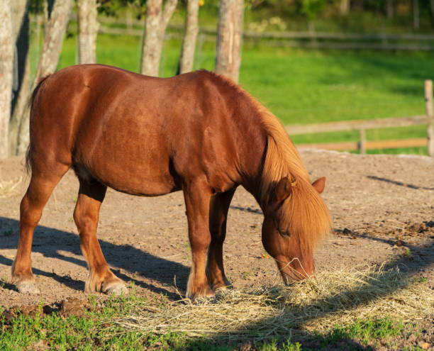 istock Brown horses in a clearing eating grass and hay 1191594818