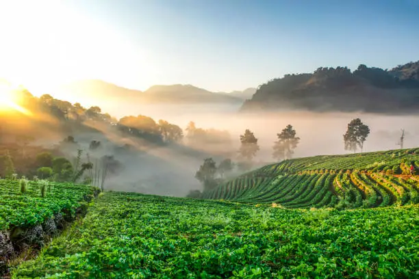 Photo of Strawberry Terrace Plantation growing with Morning Mist at Sunrise, Ang Khang Moutnian, Chiangmai, Thailand