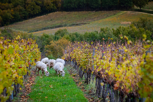 Sustainable development, Flock of sheep grazing grass in Bordeaux Vineyard, France