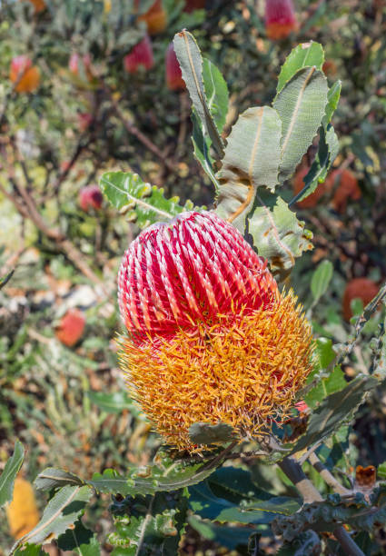 istock Australian Banksia in Flower 1191596647
