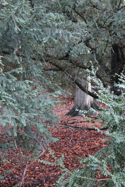 istock English winter vegetation 1191596670