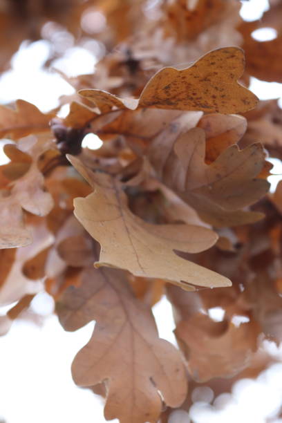 istock English winter vegetation 1191596732
