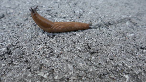 istock Road slug crawls over the asphalt. 1191596750