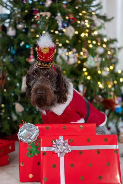 istock Spirit of Christmas 1191596814