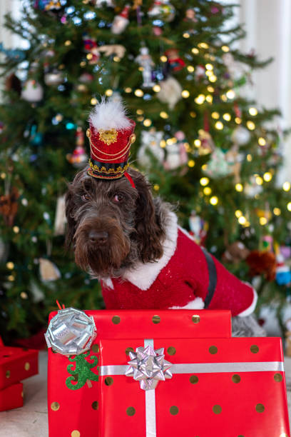 istock Spirit of Christmas 1191596818