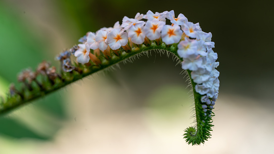 Close up photo of an Bear's Breeches (Acanthus Mollis) flower.