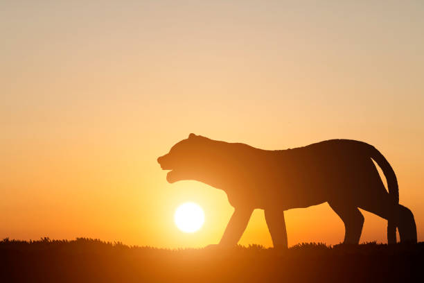 istock silhouette tiger on sunset background. 1191599055