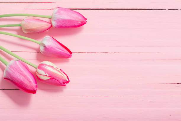 istock pink tulips on pink wooden background 1191600355