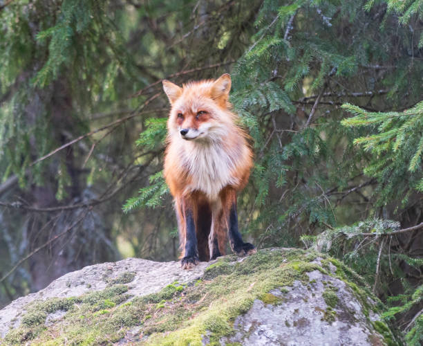 istock Beautiful majestic fox on the rock by the clearing 1191600645