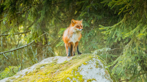 istock Beautiful majestic fox on the rock by the clearing 1191601663