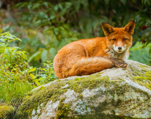 istock Beautiful majestic fox on the rock by the clearing 1191601665