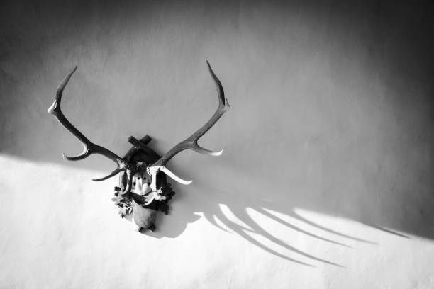 istock Deer antlers in Predjama Castle 1191603159