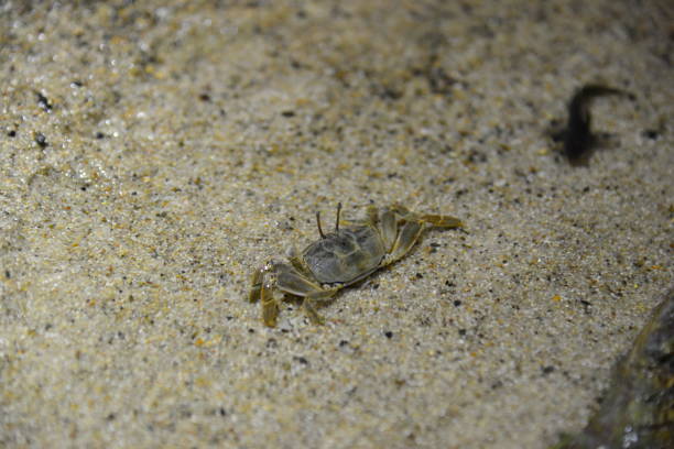 little crab closeup in sea water at summer sunset