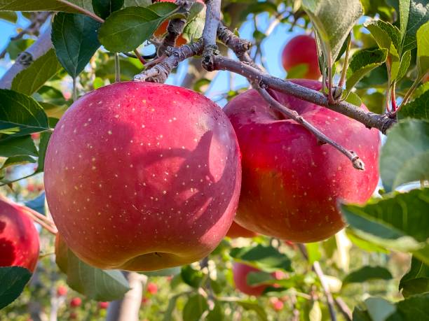 istock Big apples growing on the apple trees 1191603670