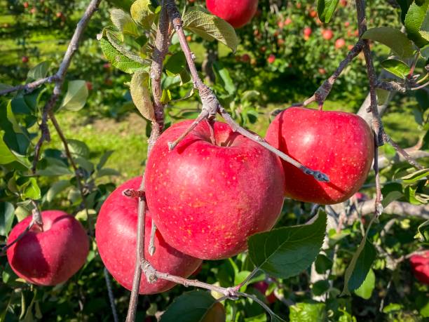 istock Big apples growing on the apple trees 1191603693