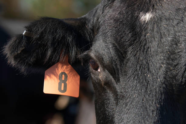 istock Extreme close up - Angus crossbred face 1191606091