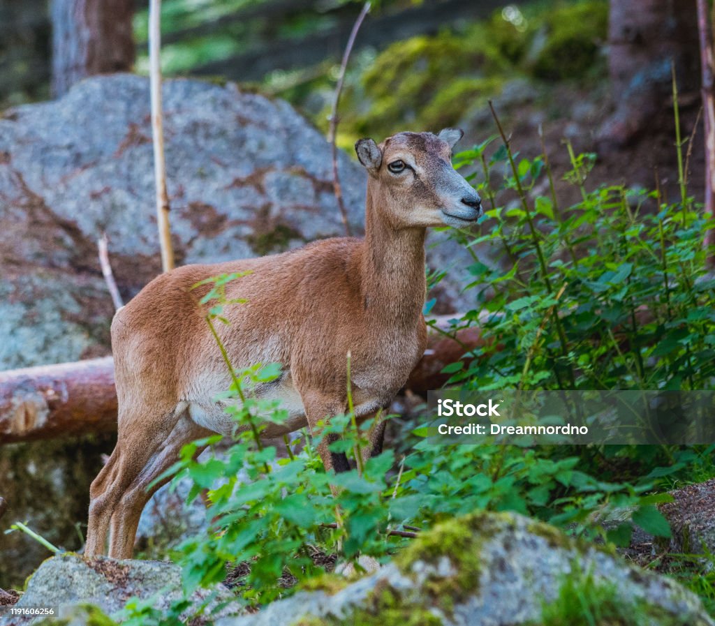 Mouflon (Ovis orientalis) Nahaufnahmen - Lizenzfrei Astrologie Stock-Foto