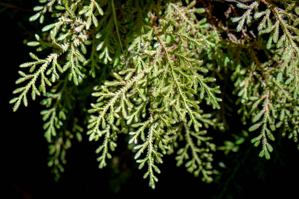 Leaves Background stock photo