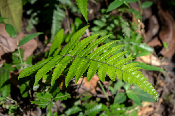 Fern Leaf stock photo