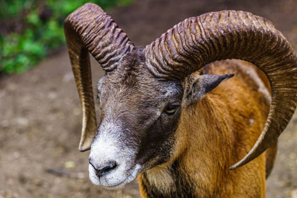 Telephoto headshot of rare breed sheep with bizarre multiple horns.
