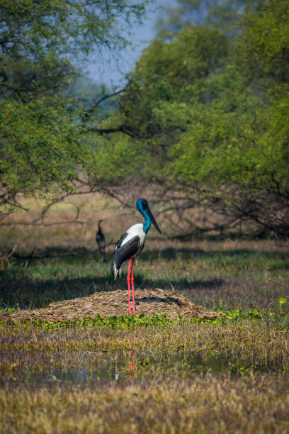 Wildlife scenery Black necked stork searching for bird to kill in misty winter morning at wetland in beautiful green backdrop of keoladeo national park, bharatpur, india - ephippiorhynchus asiaticus Wildlife scenery Black necked stork searching for bird to kill in misty winter morning at wetland in beautiful green backdrop of keoladeo national park, bharatpur, india - ephippiorhynchus asiaticus bharatpur photos stock pictures, royalty-free photos & images