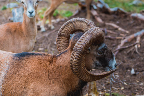 istock Mouflon (Ovis orientalis) close-up photos 1191607352