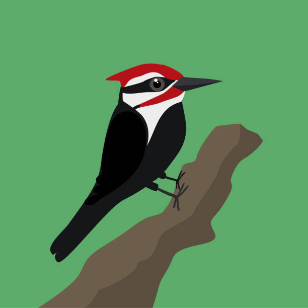 Pileated woodpecker A vector illustration of a pileated  woodpecker on a tree trunk with a green background pileated woodpecker stock illustrations