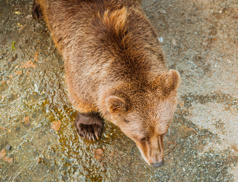 Brown majestic brown bear in Norway, Scandinavia