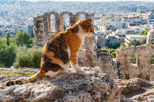 Part of a ancient Acropolis and stray cat in front of Athens city view.