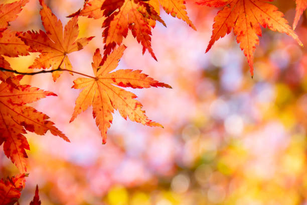 istock Close up of colorful maple leaves 1191610843