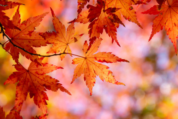 istock Close up of colorful maple leaves 1191610846