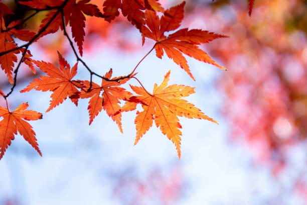 istock Close up of colorful maple leaves 1191610851