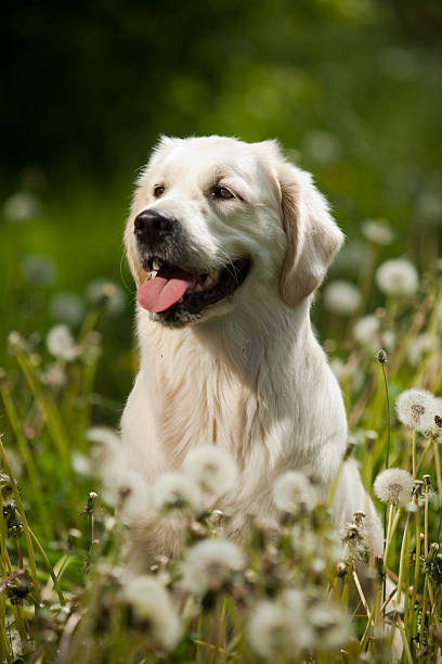 istock Golden Retriever Portrait 119161371