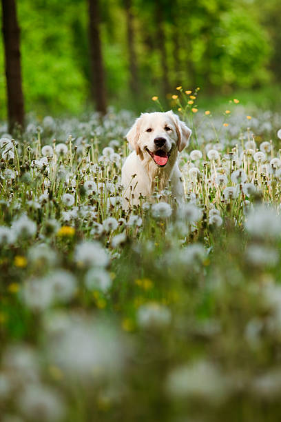istock Golden Retriever Portrait 119161377