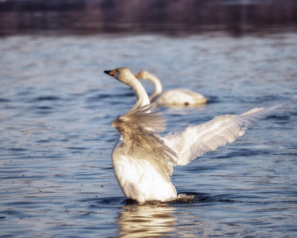 istock Wild swans on the river 1191613931