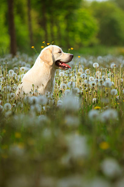 istock Golden Retriever Portrait 119161395