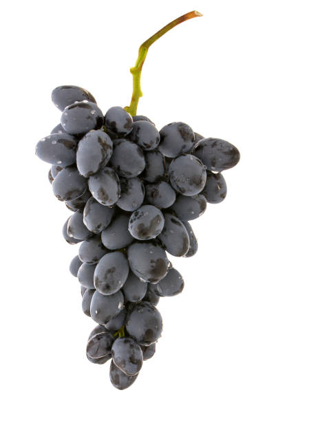 istock Wine grapes berries with water drops isolated on white background 1191614242