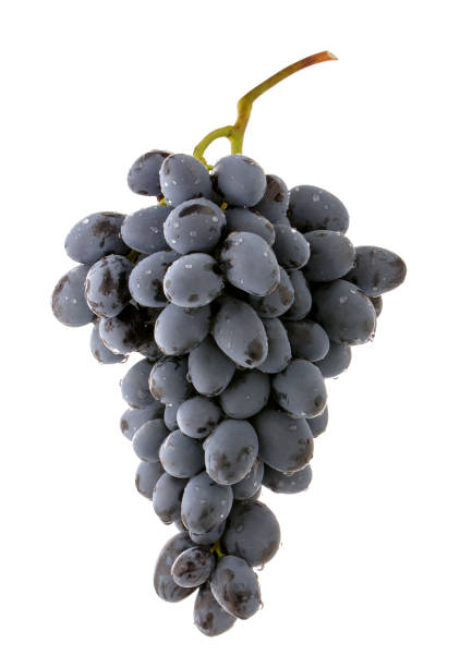 istock Grapes dark blue wine berries isolated on white background 1191615969