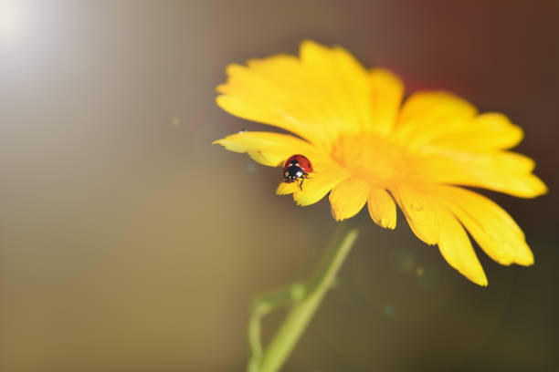 Bee on flower.