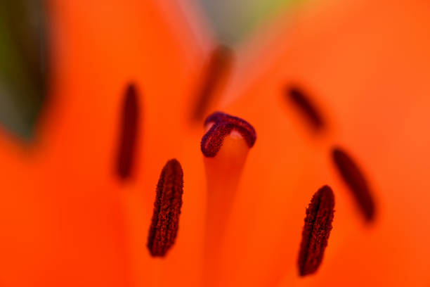 Floral orange background. Orange Lily close-up. Macro