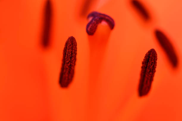 Floral orange background. Orange Lily close-up. Macro