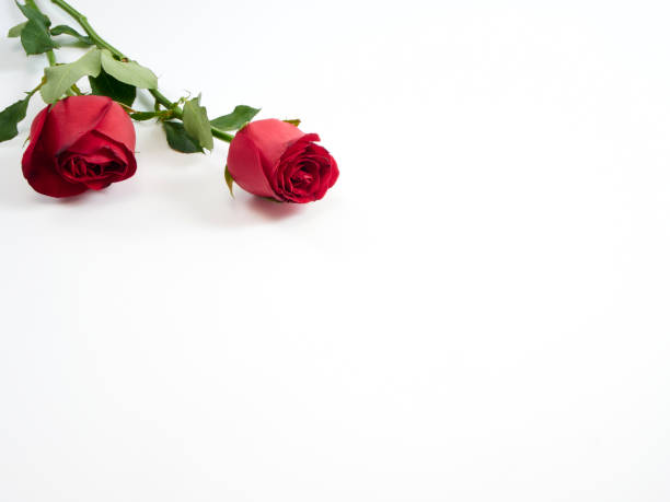 istock Beautiful two red rose on white background. Valentine's day present 1191618090