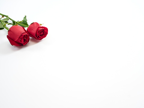 Valentine's Day background. Two red rose on white background, top view, space for text. For card design and wedding.