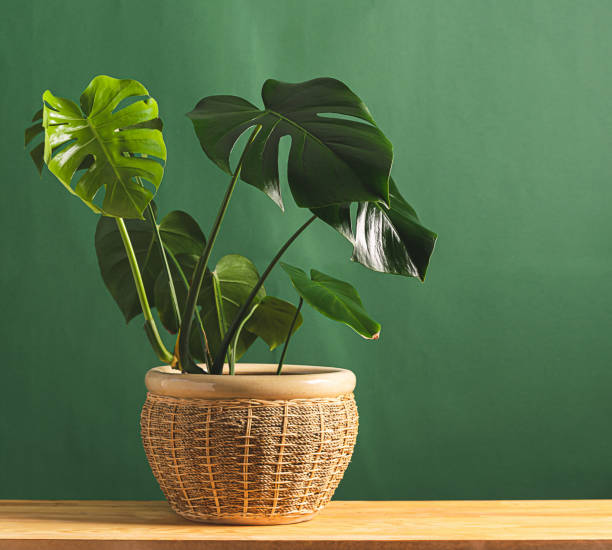 Tropical flower monstera plant with large leaves in ceramic potted wooden table against the background of a green wall. Tropical flower monstera plant with large leaves in ceramic potted on a wooden table against the background of a green wall. The concept of nature and clean air. Copy space. Horizontal frame monstera photos stock pictures, royalty-free photos & images