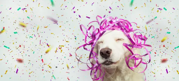 Photo of Banner happy dog present for new year, carnival, christmas, birthday with pink serpentines on head. isolated against gray background with confetti falling