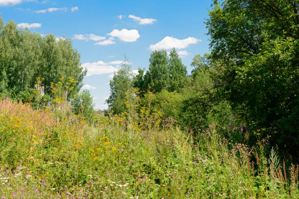 istock Summer landscape with dense vegetation, grasses and trees 1191619788